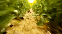 خیلی خیلی کوچک (2) (با حداکثر سرعت)